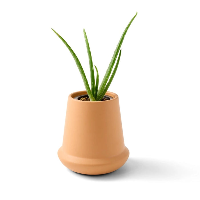 Desert Plant Grow Kit