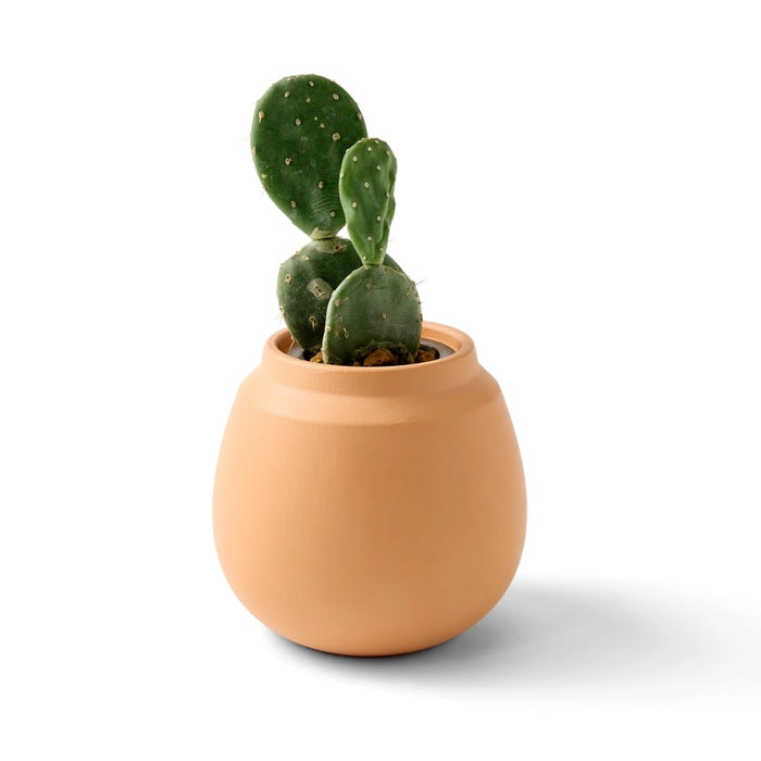 Desert Plant Grow Kit